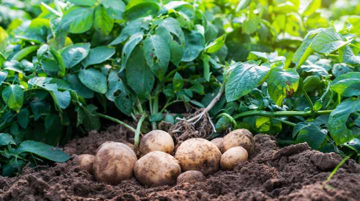 Care Tips For Your Potato Plants In Late Summer For A Bountiful Fall Harvest, From Our Pro Gardener