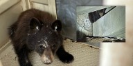 Bear cub sneaks into Colorado Springs hospital parking garage