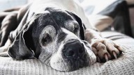 How to Know When It's Time to Say Goodbye to a Pet