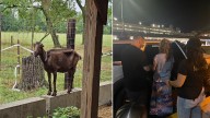 Bucks County farm owner who fled country after being charged with animal cruelty in custody