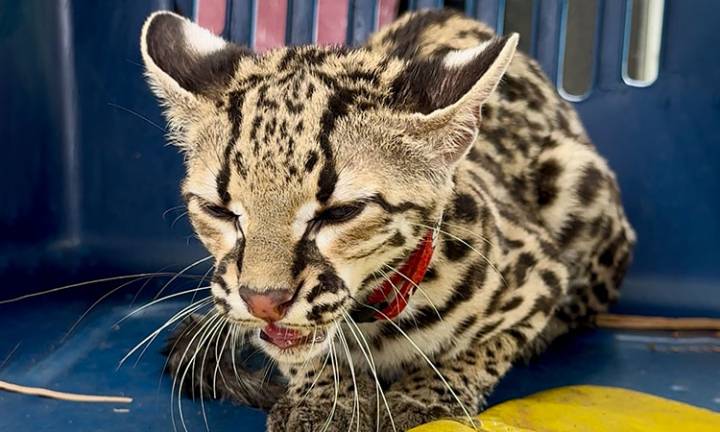 Tigrillo hallado en casa de El Cerrito vuelve a la naturaleza