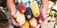 Día Nacional del Maíz: México protege más de 60 razas nativas, base de nuestra cocina