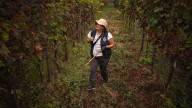 Amenaza al vino de Tenerife: un ejército de inspectores barre la zona cero de la plaga de la filoxera