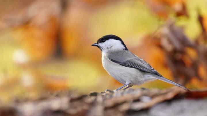 The Shrub Bursting With Stunning Fall Colors That Birds & Pollinators Love