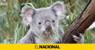 Paso de gigante contra la epidemia de clamidia entre los coalas en Australia