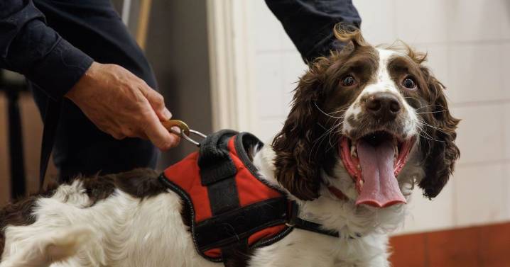 Four neglected dogs rescued from a ‘squalid’ house now becoming police sniffer K