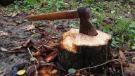 The City of Canning quadruples penalty for damaging or removing public trees from $250 to $1000