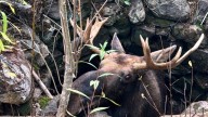 Maine wardens rescue moose trapped for hours in abandoned well