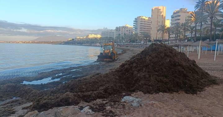 El alga invasora se ceba con las playas de la Costa del Sol este verano: Mijas, Casares y Marbella retiran más de 5.000 toneladas
