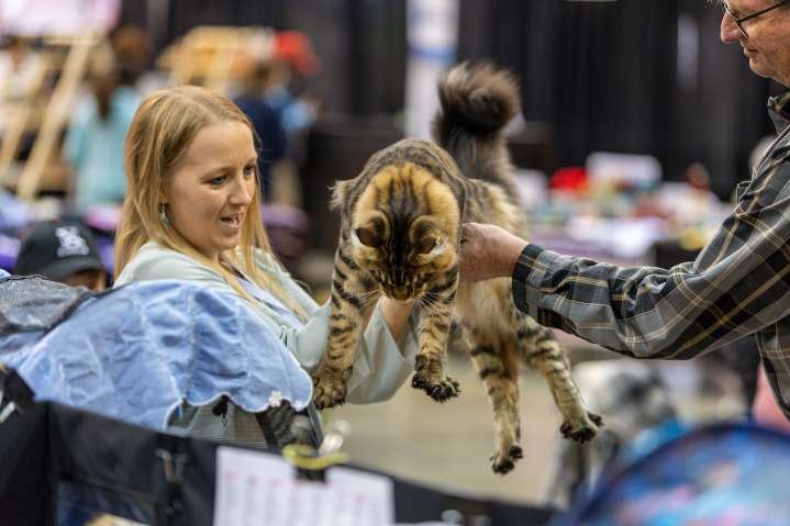 Cleveland is the Cat’s Meow with International Cat Expo