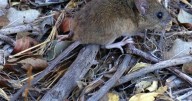 Muerte de una mujer por hantavirus en San Martín de los Andes: los casos «no tienen estacionalidad»