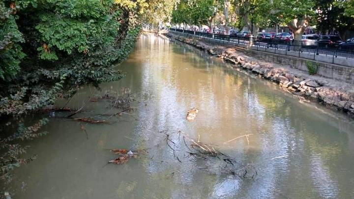 Asociaciones vecinales critican la falta de limpieza del cauce antes de la Bajada del Canal de este domingo: "Es insalubre"
