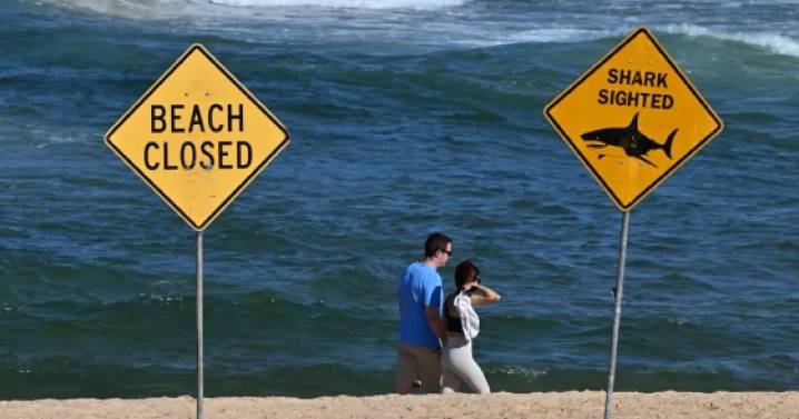 Un hombre de 57 años murió tras ser atacado por un tiburón cuando practicaba surf con amigos