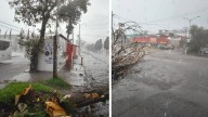 Cae un árbol en Bosques de San Sebastián tras la granizada de este miércoles
