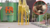 Autoridades Definirán Futuro de Osa Enferma en Parque La Pastora en Guadalupe, Nuevo León