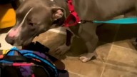 Michigan Stray Finds A Family And An Adorable Way To Say Hello To New People