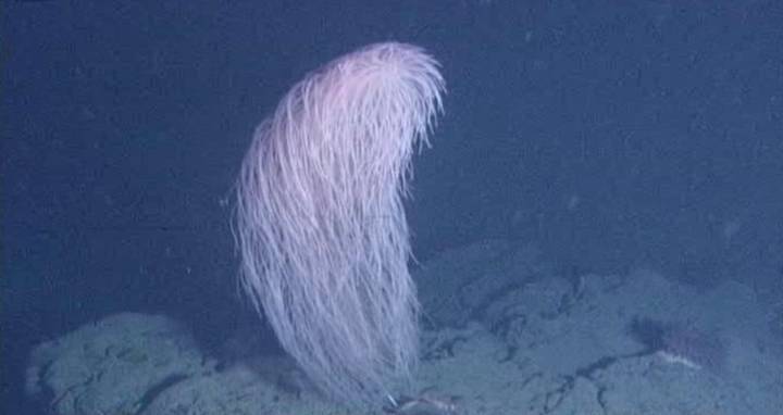 ‘Hairy’ Deep-Sea Coral Species Newly Discovered is Named After Chewbacca