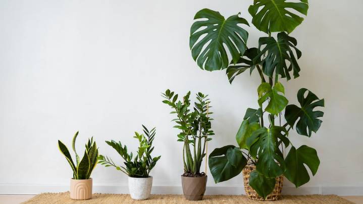 Qué planta deberías tener en tu habitación según tu mes de nacimiento