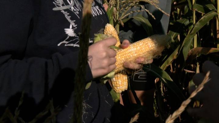 Cambria Heights students harvest corn; learn about agriculture