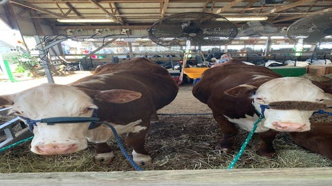 Check out the scenes from the 174th St. Joseph County Grange Fair