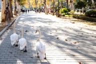 Precintan la zona del estanque en el parque de María Luisa tras encontrarse cuatro aves muertas