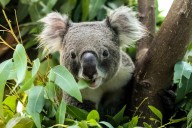 World’s First Vaccine to Save Koalas from Deadly Chlamydia Is Approved