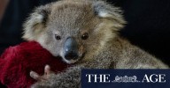 Great Koala National Park announced by NSW government