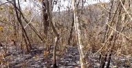 Incendio forestal en Tumbes arrasa con cinco hectáreas y Sernanp alerta falta de personal especializado