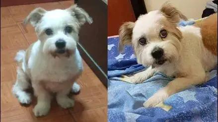 El Agustino: buscan a perrito con tos cardiaca que se perdió hace cinco días