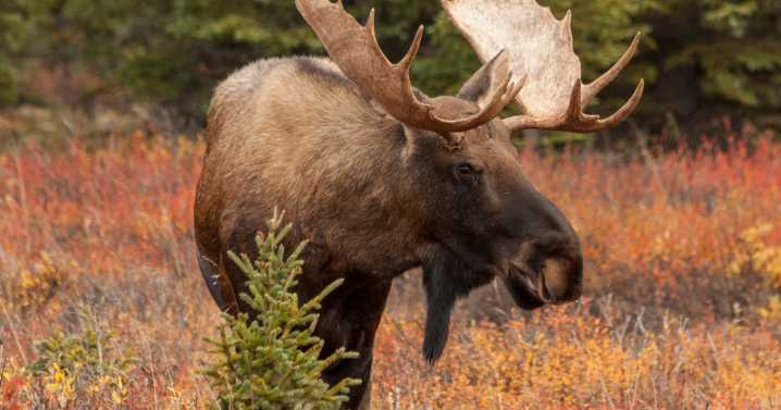 2 injured in moose encounter south of Red Lodge