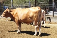 Fortalecen acciones del plan estratégico en materia de Tuberculosis Bovina en BCS