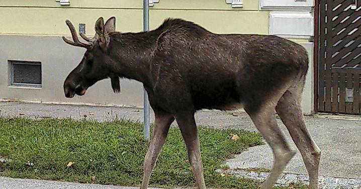 A border-crossing moose named Emil keeps wandering on the streets — and train tracks — of Austria