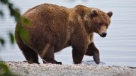 Fat Bear Week is upon us. Which of these big, beautiful chonkers will come out on top?