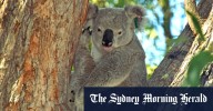 Koala chlamydia vaccine: World-first single-dose treatment approved in Australia