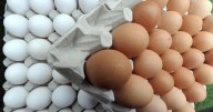 ¿Qué diferencias hay entre los huevos de cáscara blanca y marrón, según los expertos? 