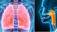En solo 7 pasos: esta es la sencilla prueba que permite conocer la edad de los pulmones en casa, ¿qué tan saludables están los suyos?