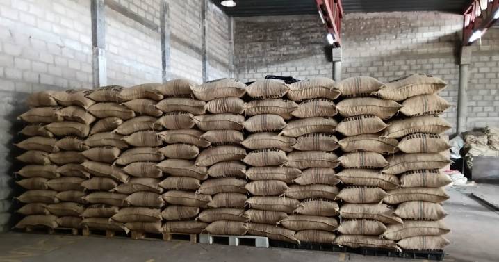 Orgullo del Cesar: Drummond Ltd. celebra la exportación de 50 toneladas de cacao premium al Reino Unido