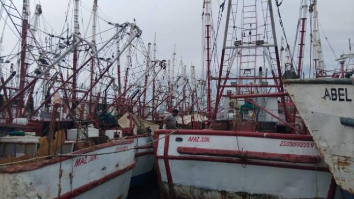 Definirán hasta el 10 de septiembre inicio de capturas del camarón en el Pacífico mexicano