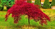 'I'm a garden expert and you need to take urgent action if you spot this on Japanese maple'