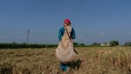 ‘Want no one in Punjab and Haryana should burn parali’: Sangrur couple bet on paddy stubble, reap rewards