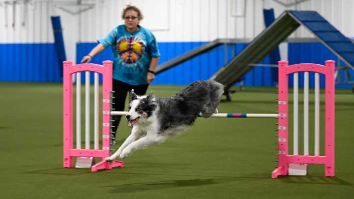 Agility trials at Ann Arbor Dog Training Club