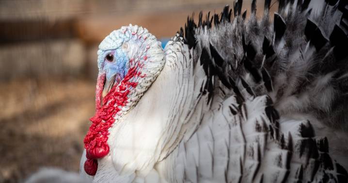 35K turkeys to be put down after Avian flu discovered at Sanpete County farm