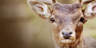 Deer forced its way into the Richland County Library