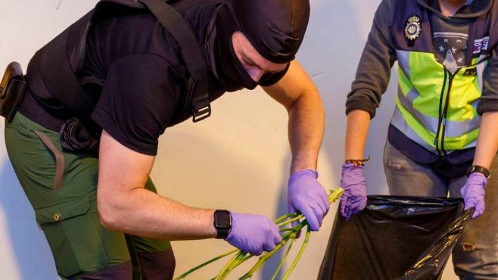 Auge de los cultivos ‘indoor’ de marihuana en la Región de Murcia