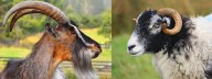 Bienestar animal en ovinos y caprinos: avances en Colombia para una producción sostenible