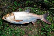 Preocupa la aparición de carpas como invasora de ríos: el riesgo para otras especies
