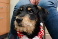 Feria de adopción de lomitos medianos este domingo