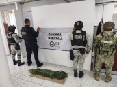 GN localiza y destruye seis plantíos de marihuana, en Chihuahua