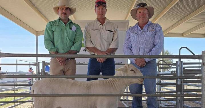 Etiwanda White Dorper sale September 2025 Cobar full breakdown