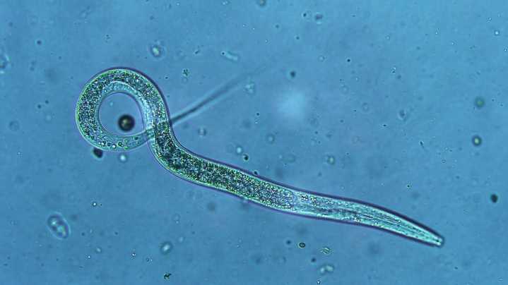 Nematodes: Garden Pest Or Gardener's Secret Weapon?